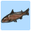 Rainbow Trout