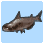 Siamese Catfish