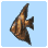 Angelfish
